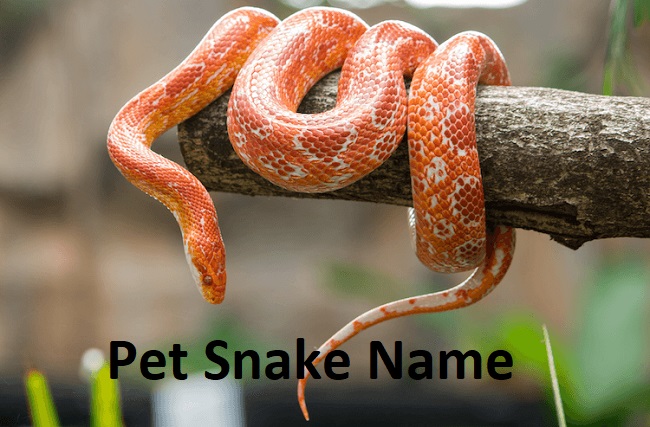 Pet Snake Name