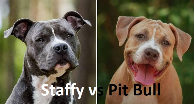Pit Bull vs Staffy