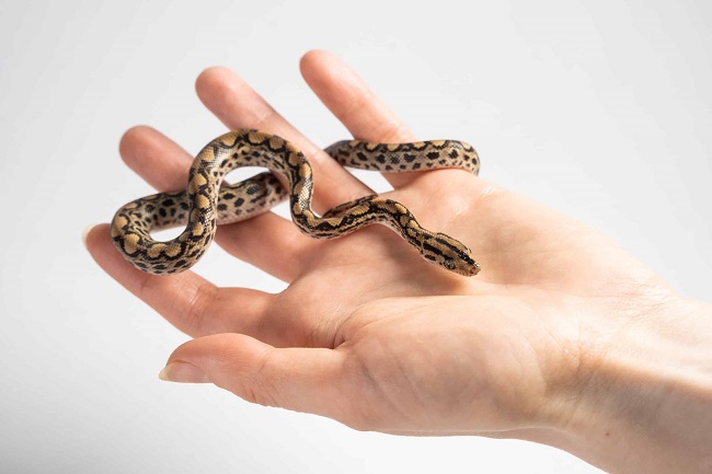 Small Snakes For Pets