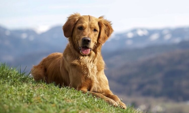 Golden Retriever Weiner Dog