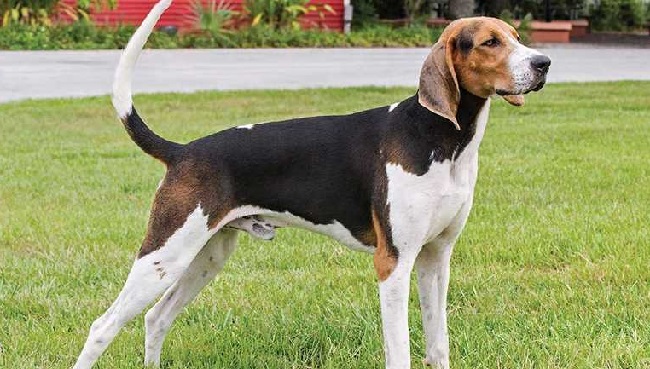 Types of Coonhound