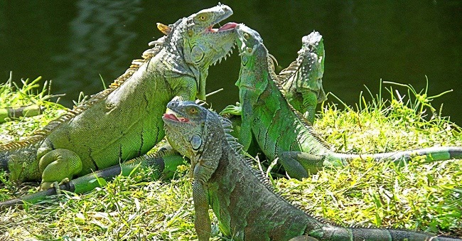 Types of Iguanas