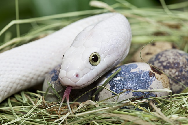 What Does a Snake Egg Look Like