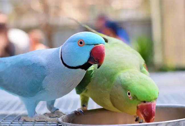 Which Breeds of Birds Can Talk