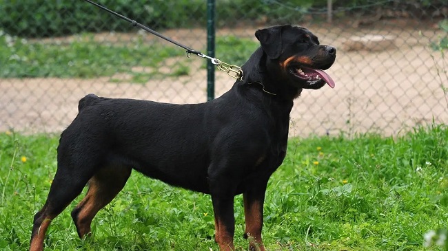 Why Dock Rottweiler Tail