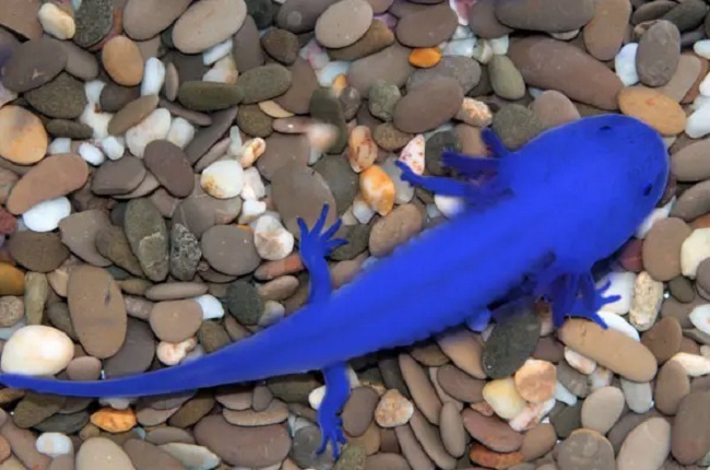 Axolotl Blue