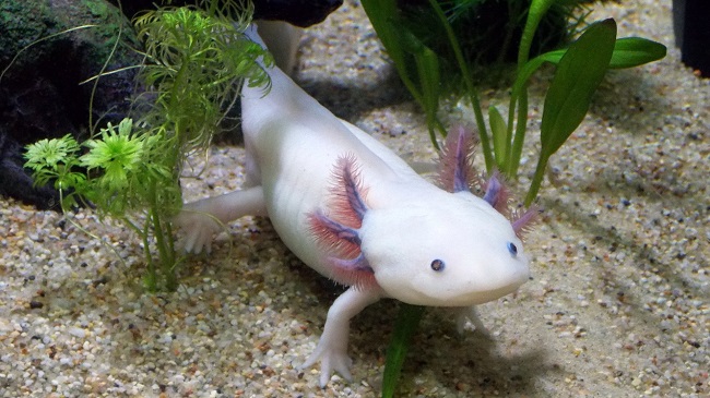 Axolotl Price