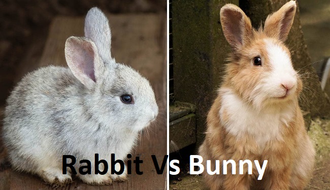 Bunny Vs Rabbit