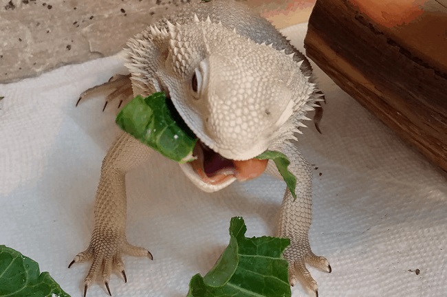 Can Bearded Dragons Eat Romaine Lettuce
