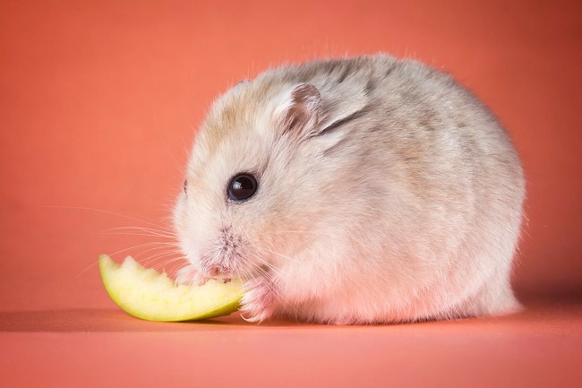 Can Hamsters Have Apple
