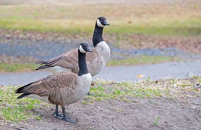 Canada Geese Male vs Female