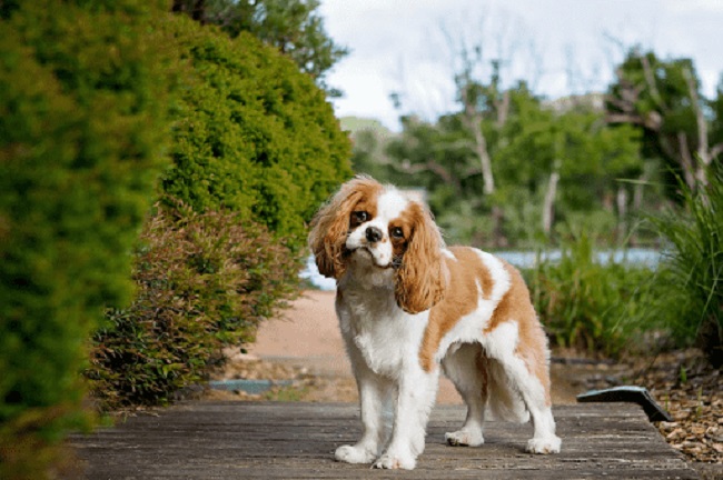 Does King Charles Spaniel Shed
