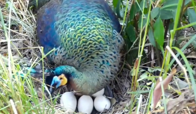 Do Peacock Lay Eggs