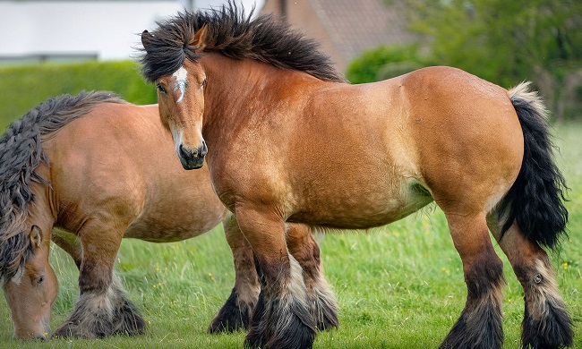Draft Horses Breeds
