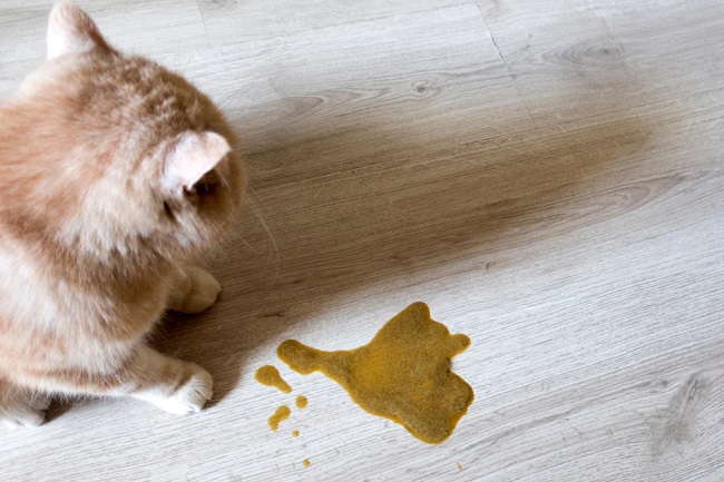 Food For Cats That Vomit