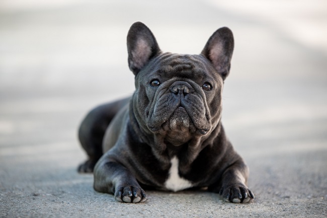 How Much Are French Bulldogs Cost