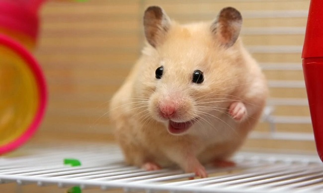 How Much Are Hamsters
