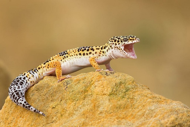 How Much Does Leopard Gecko Cost