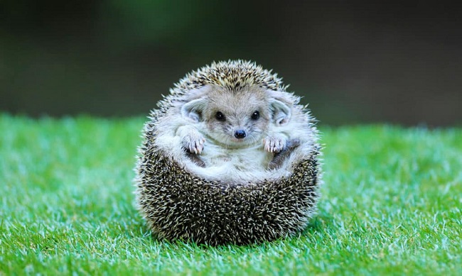 How Much Does a Hedgehog Cost