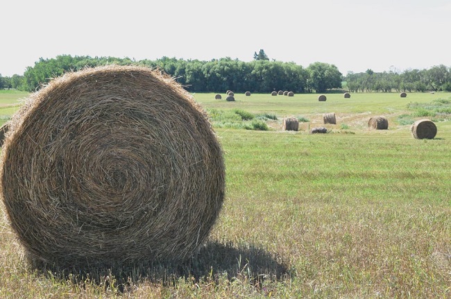 How Much For Hay