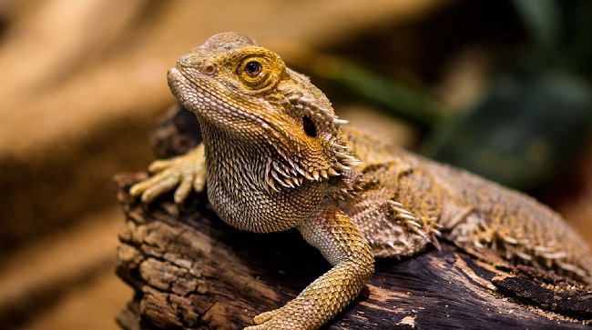 How Much are Bearded Dragons