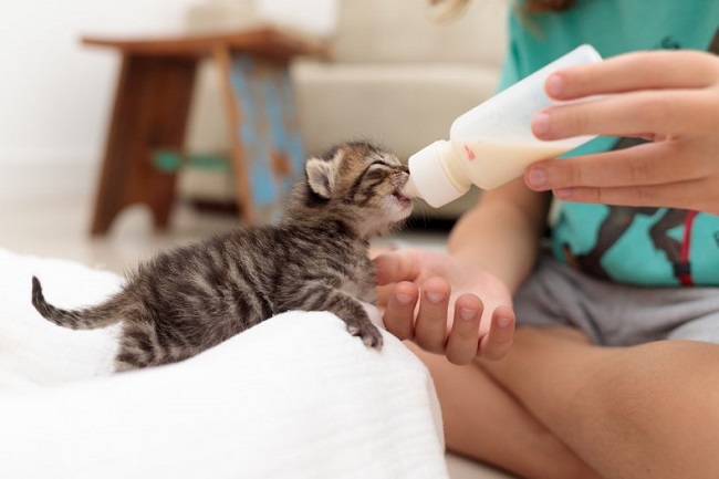 Kitten Drinks Milk