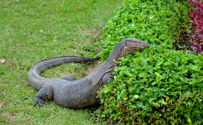 Komodo Dragon Pet