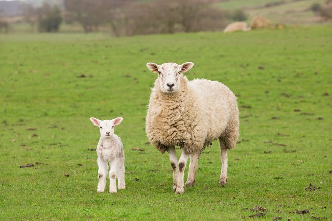 Lamb vs Sheep