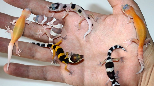 Leopard Gecko Breeders