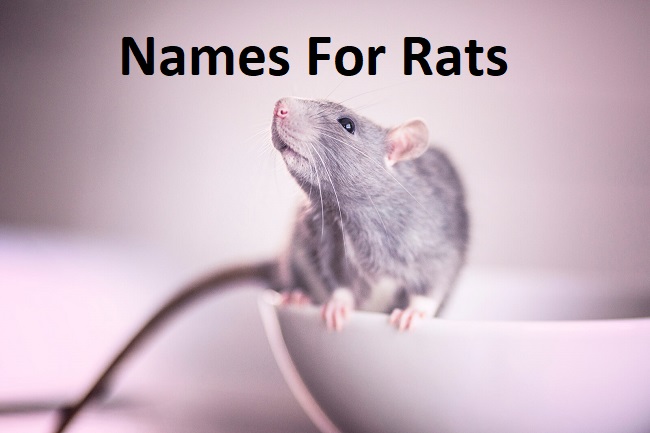 Names For Rats