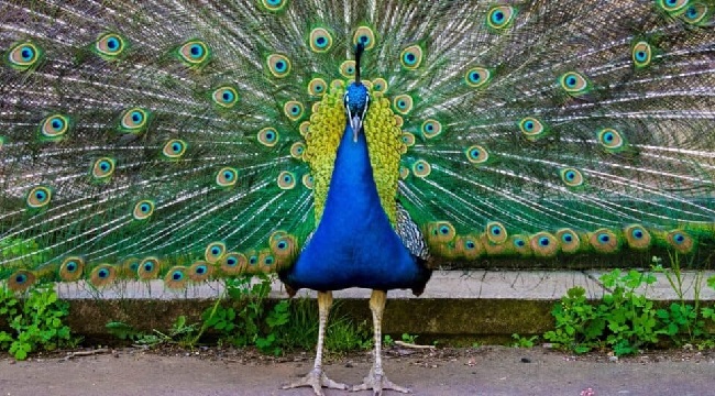 Peacocks Live