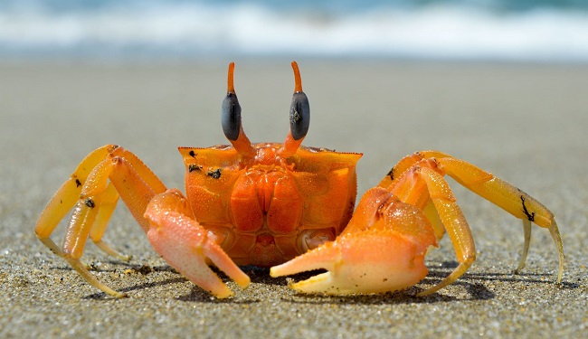 Pet Crabs
