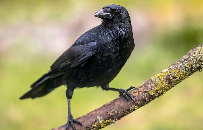 Pet Raven