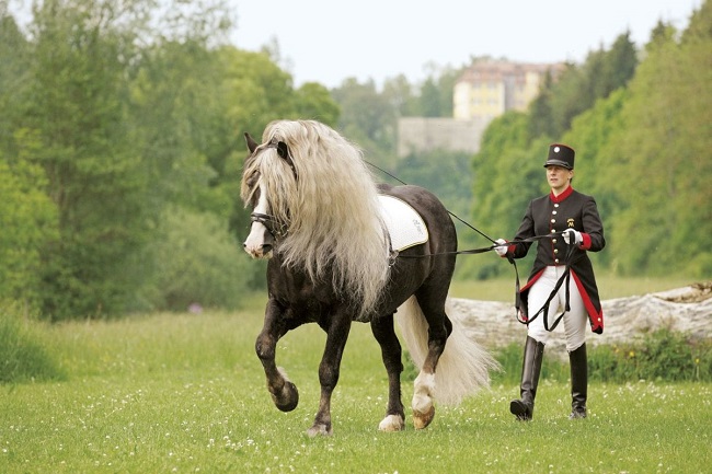 Horses in Germany