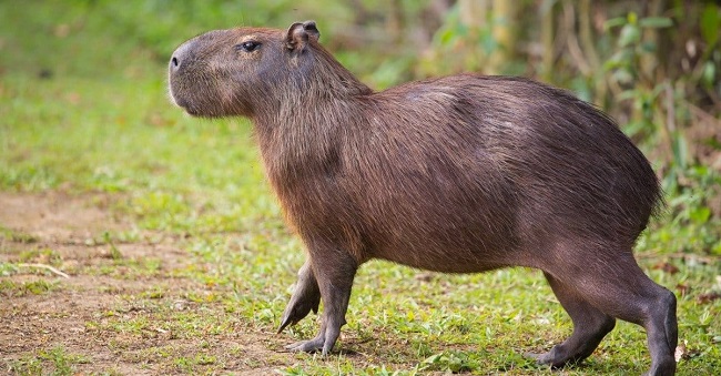 Largest Rodent