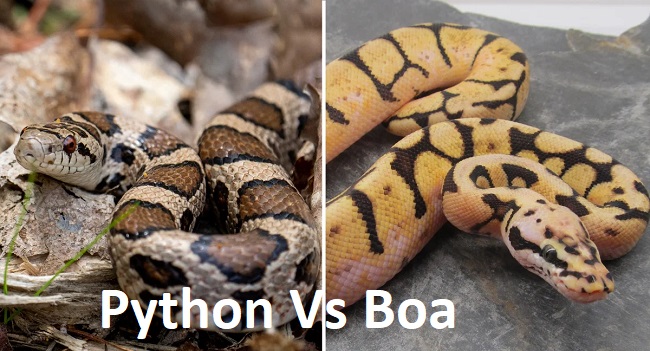 Python Vs Boa