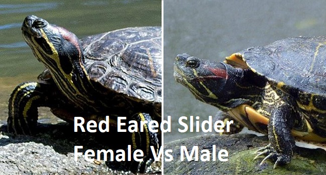 Red Eared Slider Female Vs Male