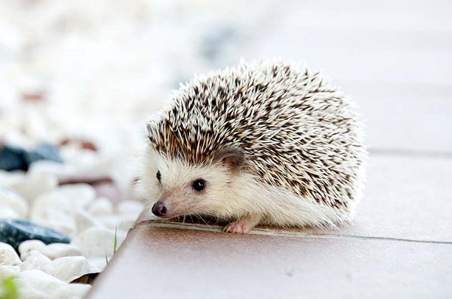 Species of Hedgehog