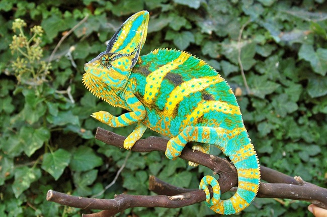 Veiled Chameleon Color