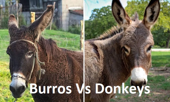 Burros Vs Donkeys