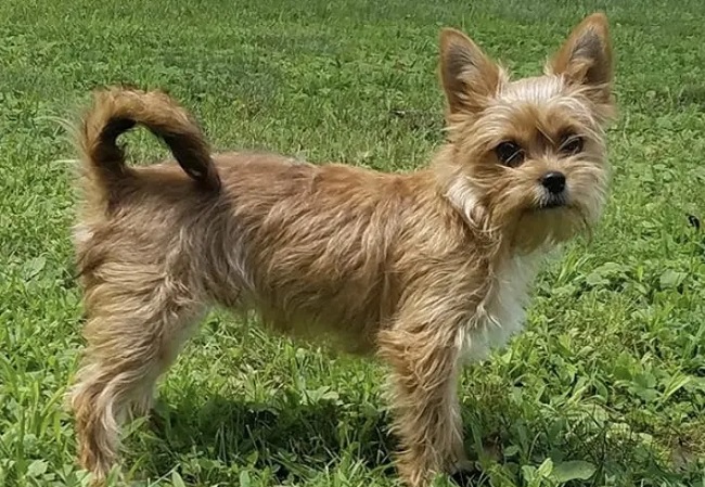Cairn Yorkshire Terrier Mix