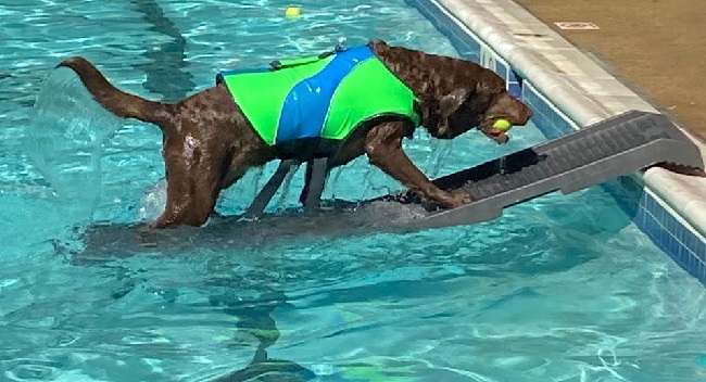 Dog Steps For Pool