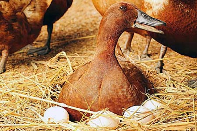 Ducks That Lay Eggs
