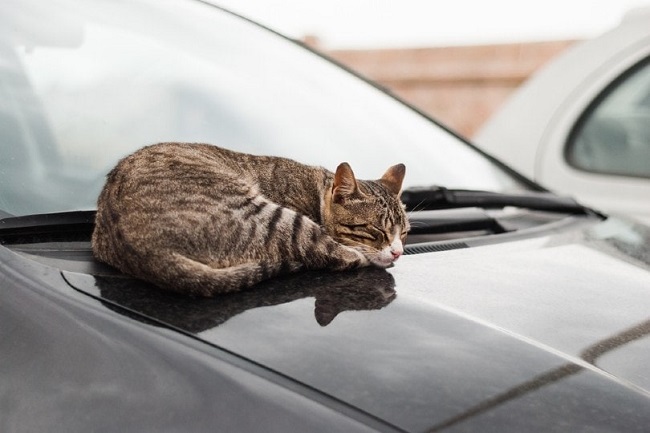 How To Keep Cats Off Your Car