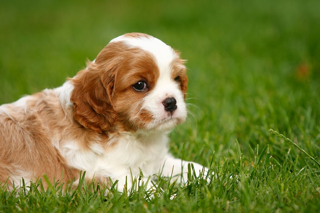 Spaying a Cavalier King Charles Spaniel