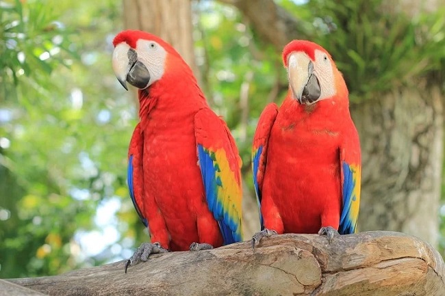Top Breeds of Red Parrots
