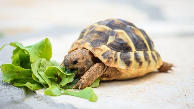 What Human Foods Can Turtles Eat