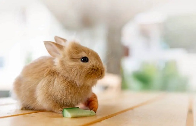 Can Rabbits Eat Cucumbers